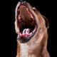 Illustration for article titled Shooting Challenge Pets Gallery 4